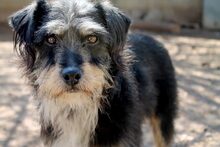 RAMONET, Hund, Mischlingshund in Spanien - Bild 6