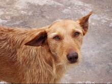 GUILL, Hund, Mischlingshund in Spanien - Bild 2