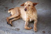 GUILL, Hund, Mischlingshund in Spanien - Bild 3