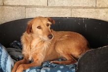 GUILL, Hund, Mischlingshund in Spanien - Bild 4