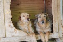 GUILL, Hund, Mischlingshund in Spanien - Bild 5