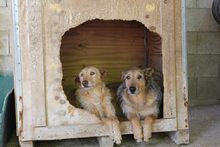 GUILL, Hund, Mischlingshund in Spanien - Bild 7