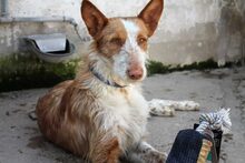 IVET, Hund, Podenco in Spanien - Bild 1