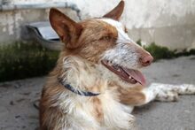 IVET, Hund, Podenco in Spanien - Bild 2