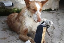 IVET, Hund, Podenco in Spanien - Bild 3