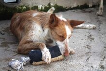 IVET, Hund, Podenco in Spanien - Bild 4