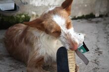 IVET, Hund, Podenco in Spanien - Bild 6