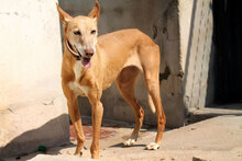 MODELET, Hund, Podenco in Spanien - Bild 1