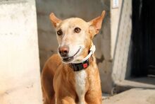 MODELET, Hund, Podenco in Spanien - Bild 2