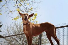 MODELET, Hund, Podenco in Spanien - Bild 9