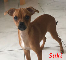 SUKI, Hund, Mischlingshund in Cottbus - Bild 2
