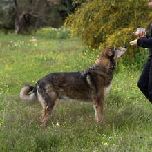 RAY, Hund, Mastin Español in Spanien - Bild 12