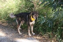 RAY, Hund, Mastin Español in Spanien - Bild 5
