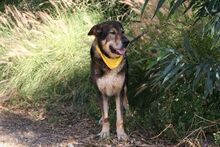 RAY, Hund, Mastin Español in Spanien - Bild 6
