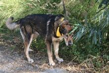 RAY, Hund, Mastin Español in Spanien - Bild 7