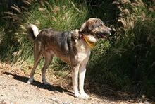 CHICO, Hund, Mastin Español in Spanien - Bild 3