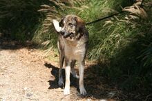 CHICO, Hund, Mastin Español in Spanien - Bild 5