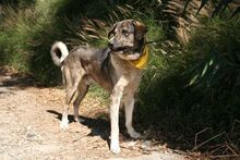 CHICO, Hund, Mastin Español in Spanien - Bild 6