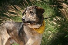 CHICO, Hund, Mastin Español in Spanien - Bild 7