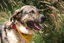 CHICO, Hund, Mastin Español in Spanien - Bild 8