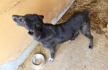 JIMMY, Hund, Mischlingshund in Bulgarien - Bild 2