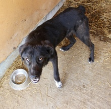 JIMMY, Hund, Mischlingshund in Bulgarien - Bild 3