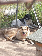 PRINCIPE, Hund, Mischlingshund in Italien - Bild 4