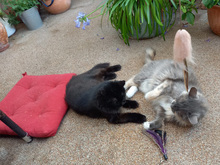 MARGHERITA, Katze, Langhaarkatze-Mix in Hanau - Bild 6