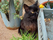 RENATA, Katze, Langhaarkatze-Mix in Hanau