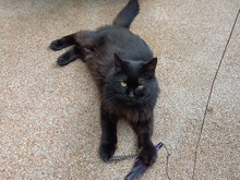 RENATA, Katze, Langhaarkatze-Mix in Hanau - Bild 2