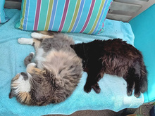 RENATA, Katze, Langhaarkatze-Mix in Hanau - Bild 6