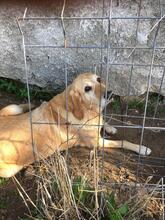 BARBIE, Hund, Mischlingshund in Italien - Bild 2