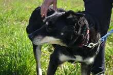 BOBI, Hund, Mischlingshund in Kroatien - Bild 5