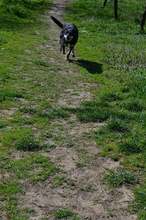 BOBI, Hund, Mischlingshund in Kroatien - Bild 6