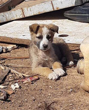 ROSALIE, Hund, Mischlingshund in Griechenland - Bild 11