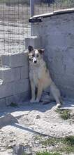 ROSALIE, Hund, Mischlingshund in Griechenland - Bild 3