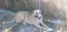 ROSALIE, Hund, Mischlingshund in Griechenland - Bild 5