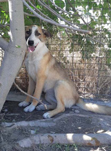 ROSALIE, Hund, Mischlingshund in Griechenland - Bild 7