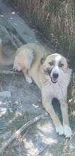 ROSALIE, Hund, Mischlingshund in Griechenland - Bild 9