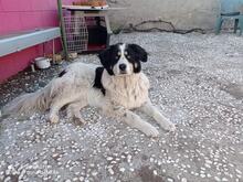 SUNCHI, Hund, Mischlingshund in Bulgarien - Bild 3