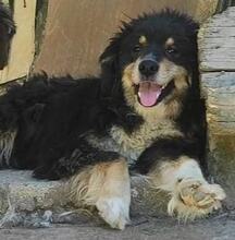 KALOYAN, Hund, Mischlingshund in Bulgarien - Bild 1