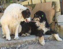 KALOYAN, Hund, Mischlingshund in Bulgarien - Bild 3