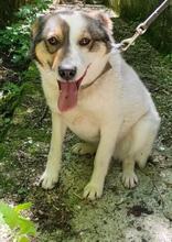 RADOST, Hund, Mischlingshund in Bulgarien - Bild 1