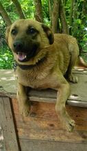 LUCKYDOG, Hund, Mischlingshund in Bulgarien - Bild 1
