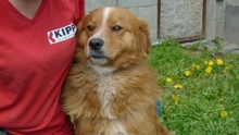 GRISU, Hund, Mischlingshund in Ungarn - Bild 1