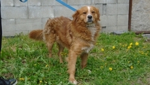 GRISU, Hund, Mischlingshund in Ungarn - Bild 2