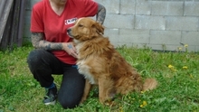 GRISU, Hund, Mischlingshund in Ungarn - Bild 4