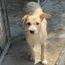 HELGUS, Hund, Mischlingshund in Ungarn - Bild 2