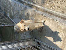 HELGUS, Hund, Mischlingshund in Ungarn - Bild 3