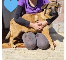 HECTOR, Hund, Labrador Retriever-Mix in Kroatien - Bild 4
